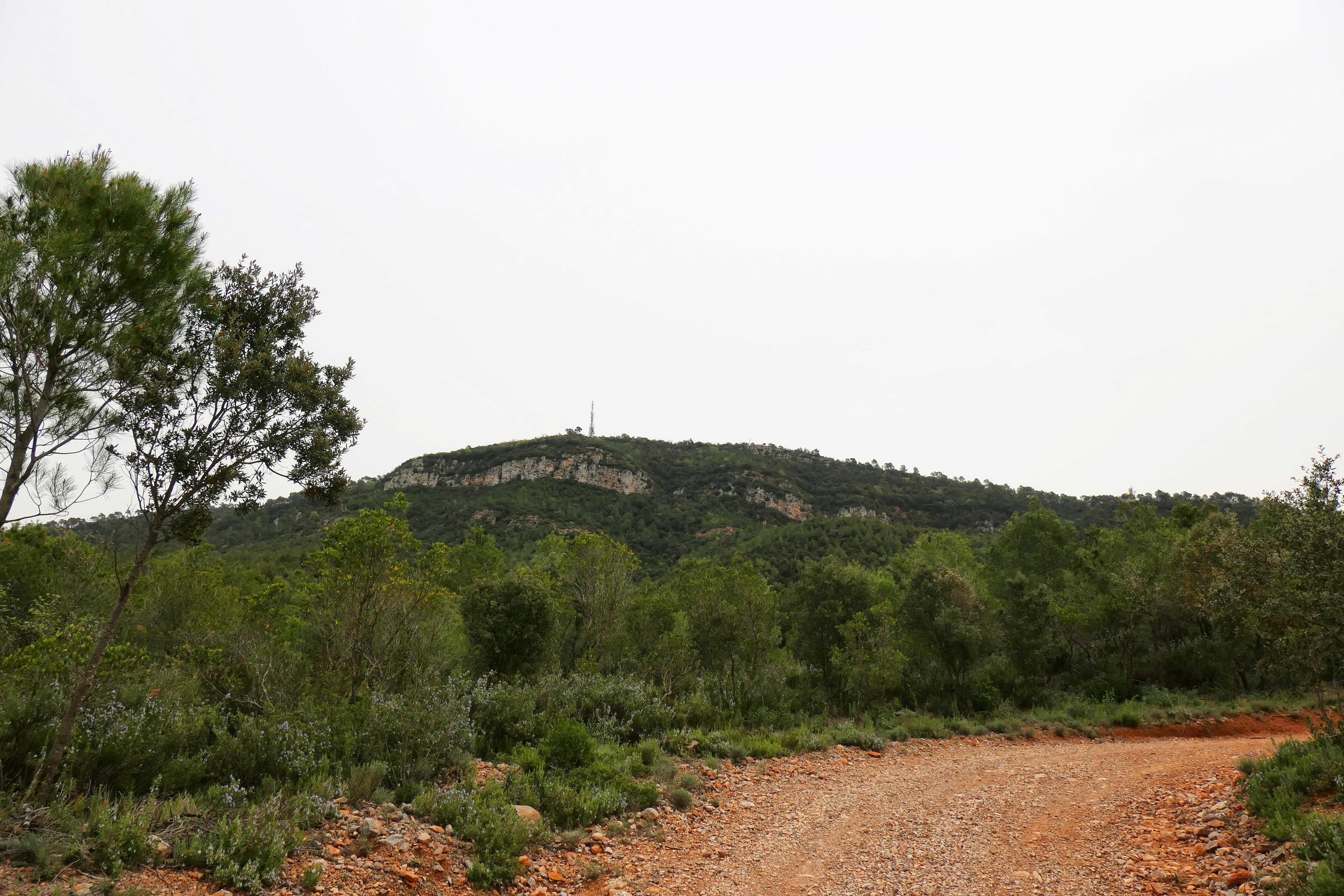 Recorriendo los bosques de Collcardús