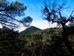 Bosque y mar: el Corredor de lado a lado