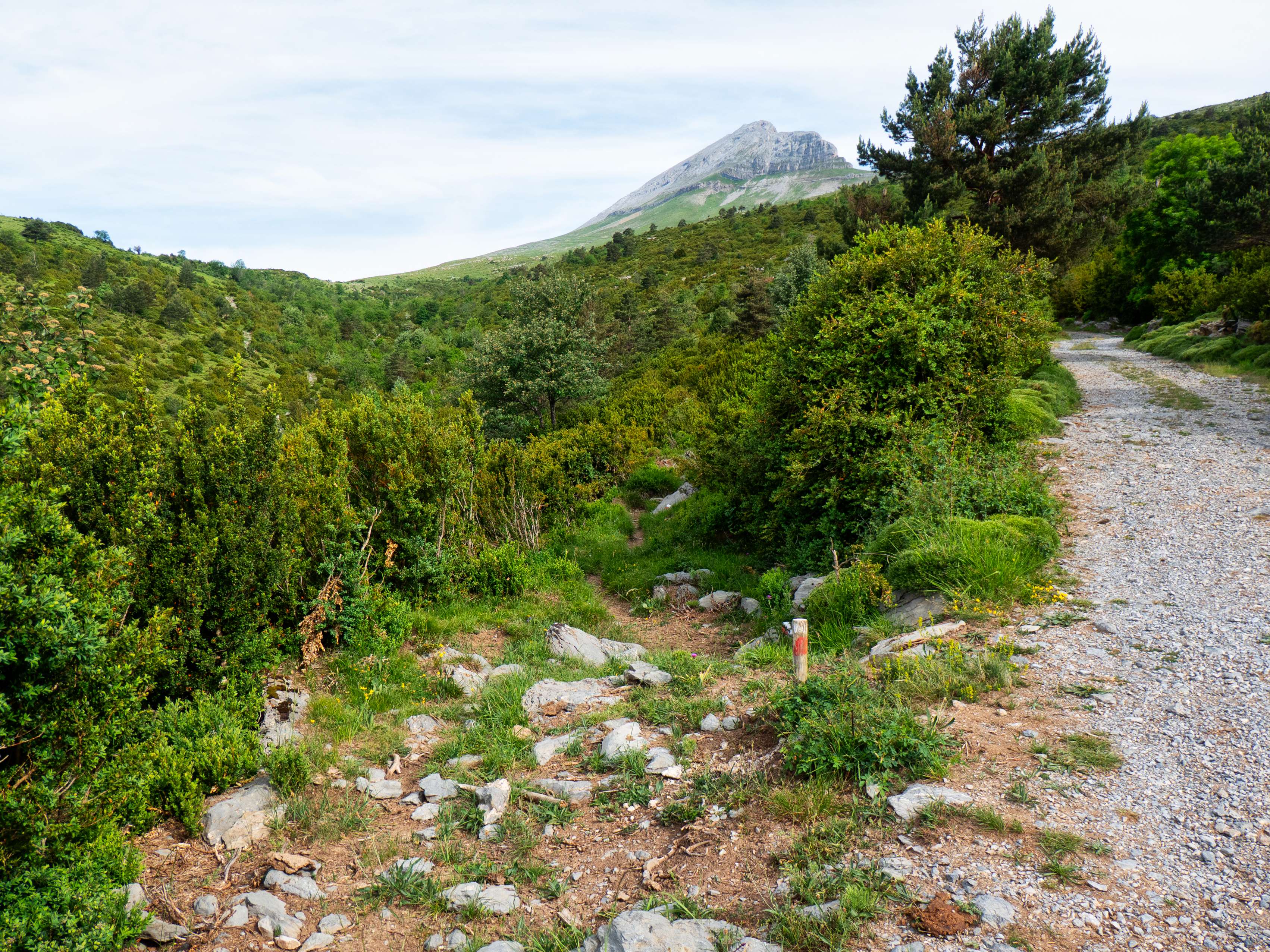 Poco más adelante entramos en la vaguada del Barranco Seco, completamente cubierta de boj. Los postes señalizados nos hacen abandonar nuevamente la pista para adentrarnos en el fondo del barranco, bajando levemente para remontar la vertiente contraria donde, tras cruzarnos con la pista...