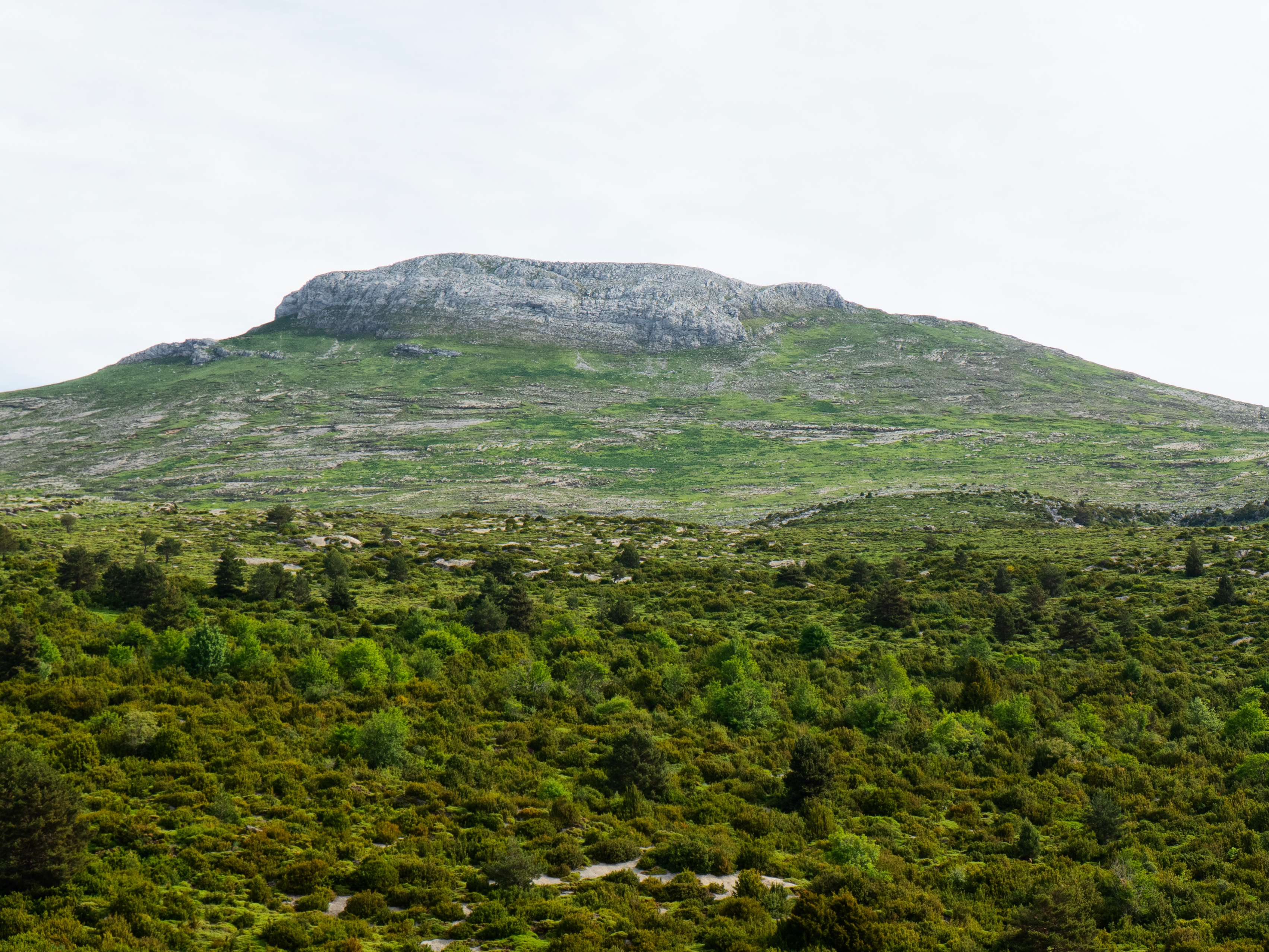 ...la Peña Altura, cuyo vertical resalte calizo contrasta notablemente con las extensas campas de hierba de su base.