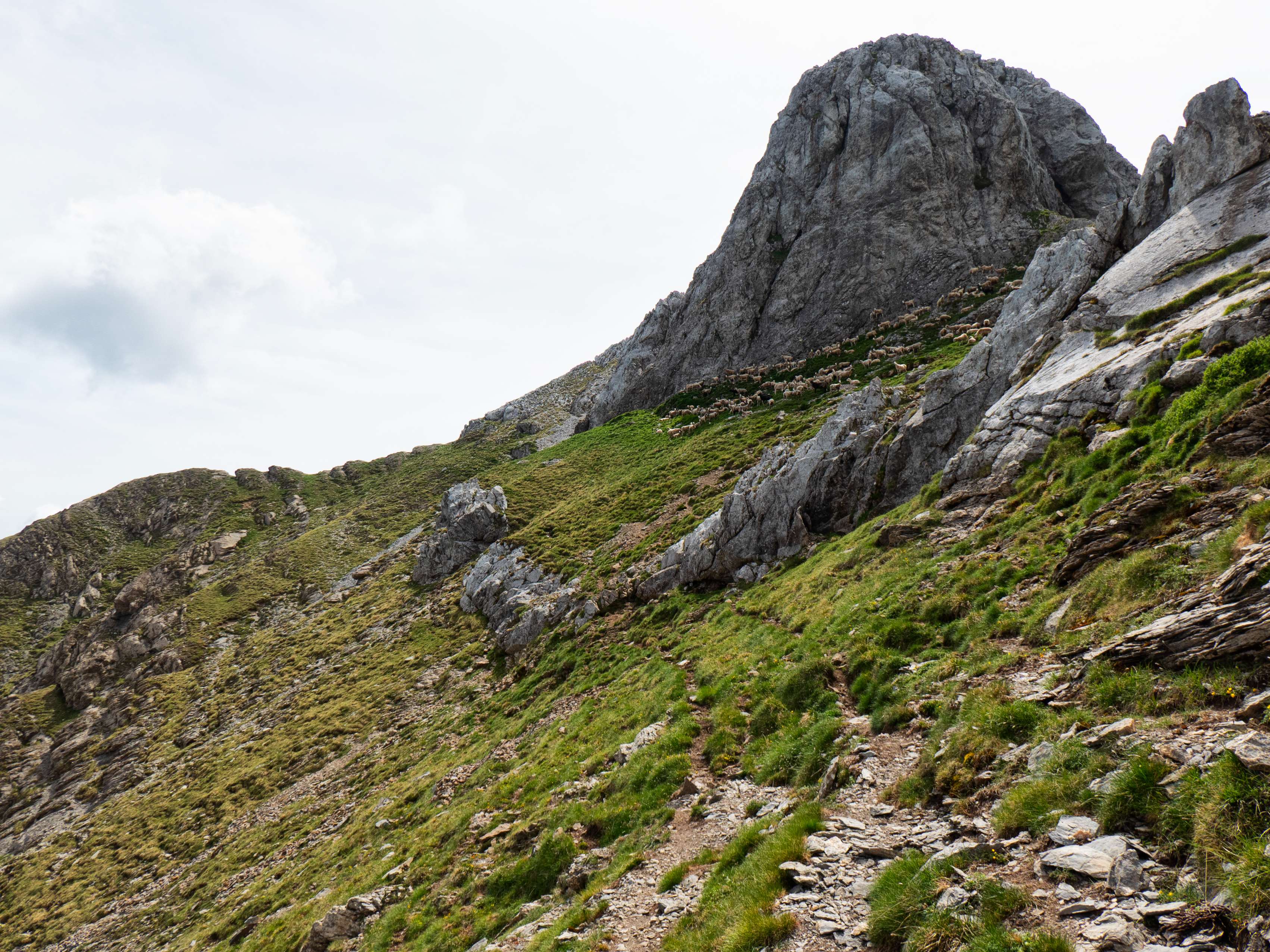 ...a las cercanías de la pared de la Peña Altura, bajo cuya sombra se resguarda un numeroso rebaño de ovejas. Aunque la mayoría de gente que sube a esta cima lo hace por su vertiente sur, desde aquí vemos cómo su cara norte, aunque empinada, es perfectamente transitable, estando surcada además por varios trazos hechos por el ganado, así que nos decidimos por la segunda opción.