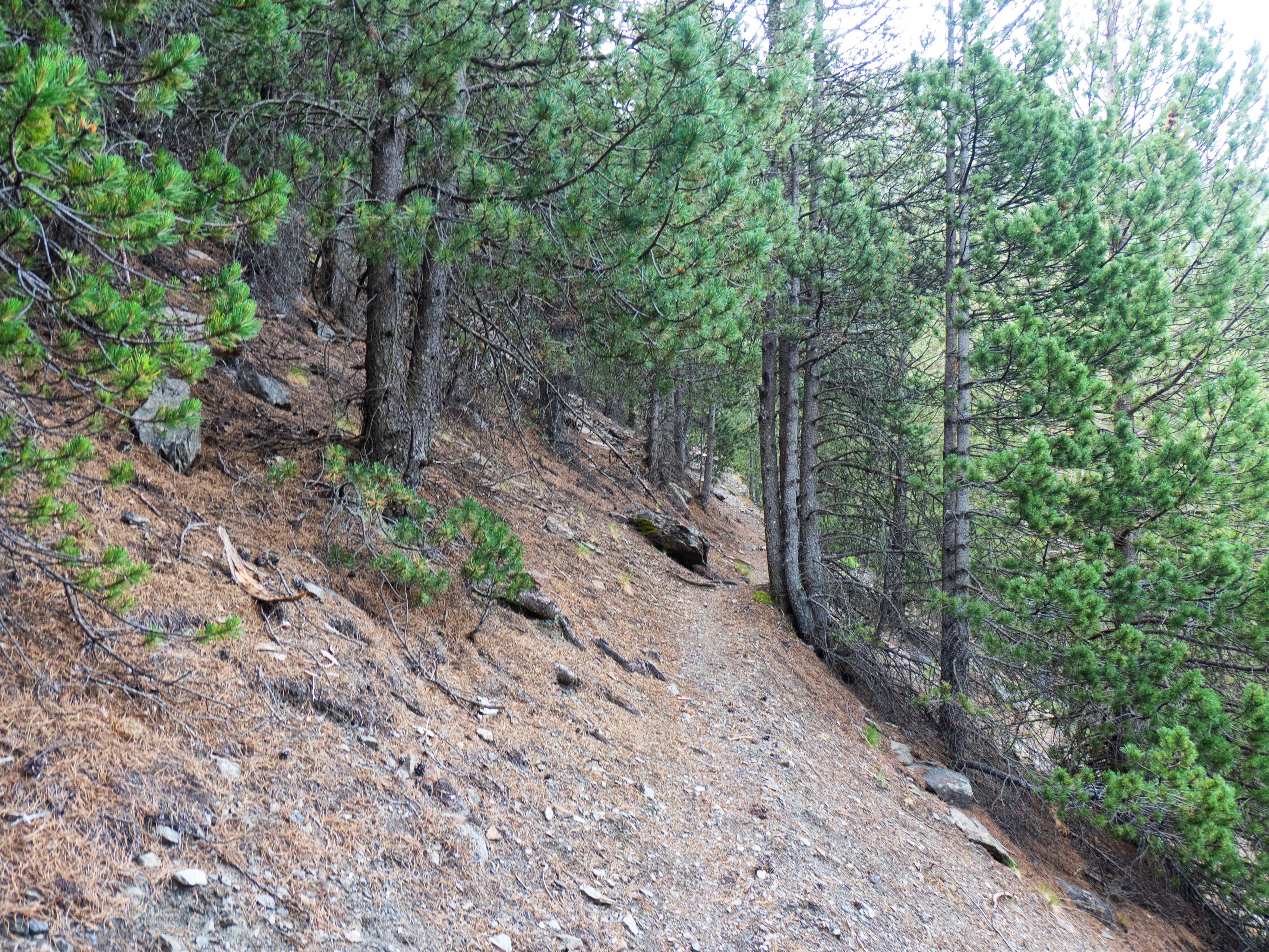 ...mediante amplias lazadas en el bosque, muy cerca del cauce del barranco. El ascenso es duro pero rápido, y no tardamos en llegar...