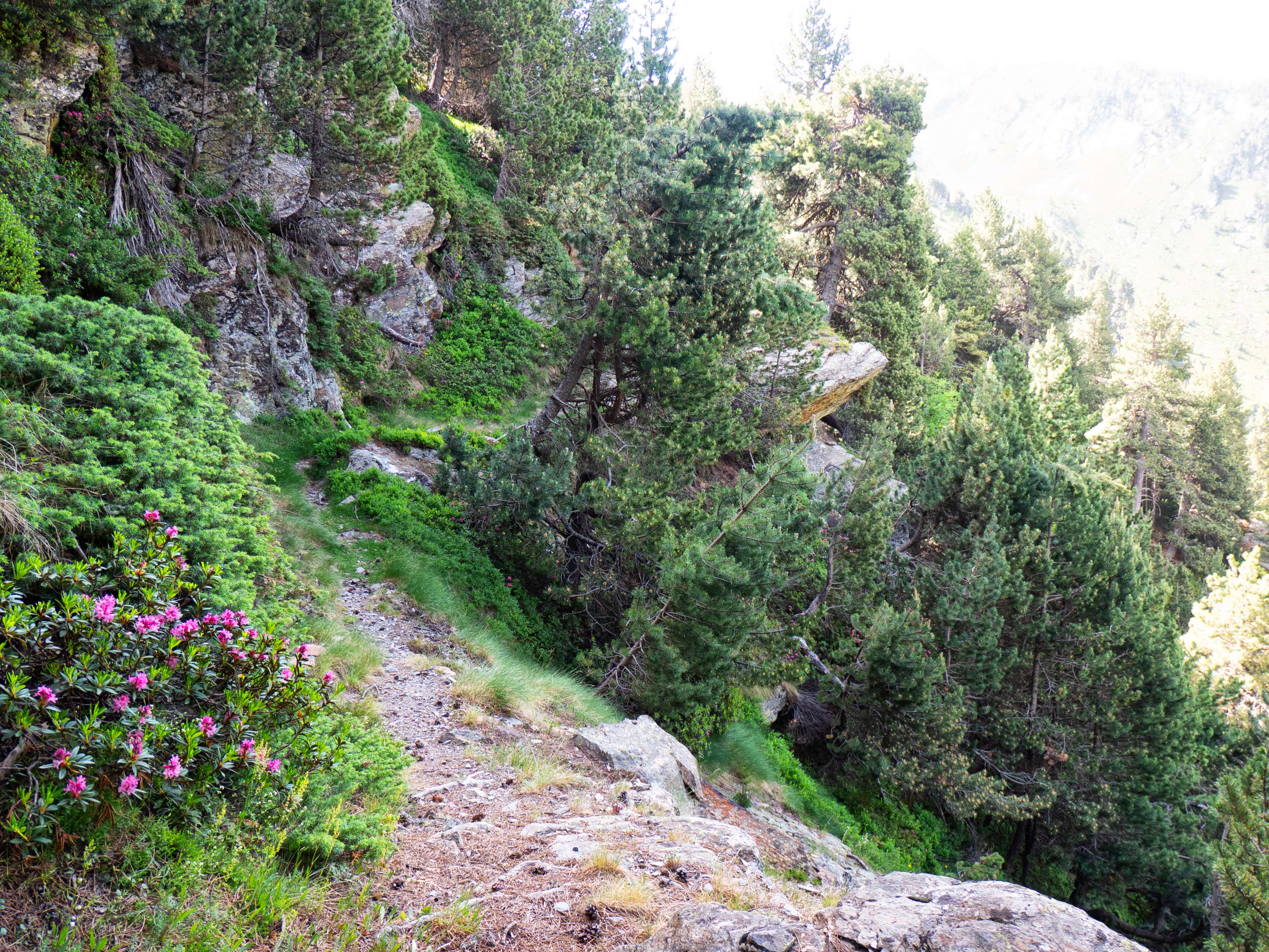 ...a una bonita vira donde el bosque da paso a los...