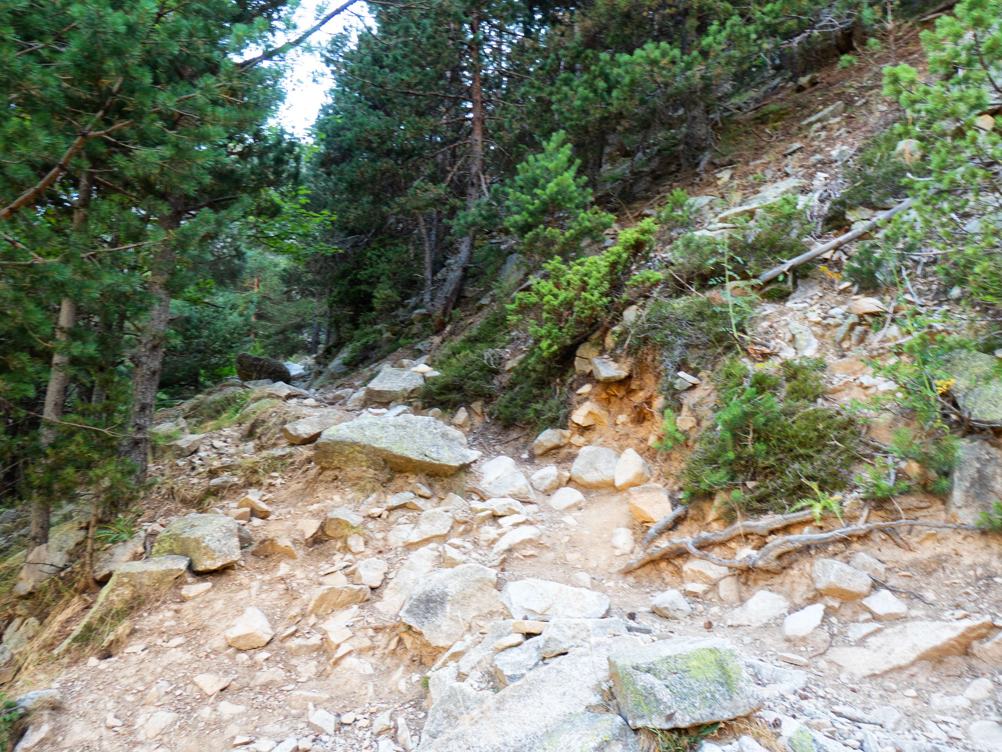 En la Fuente de la Laguna comienza el trillado sendero que, mediante cortos zigzags, gana altura por el empinado bosque en dirección a las dos Mallatas.